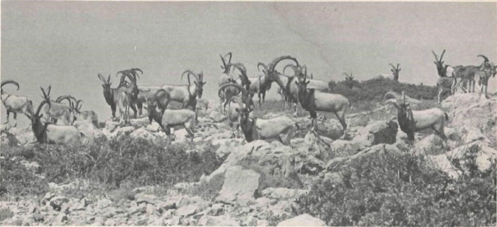 A Zoological Zorba: The Wild Goat of Crete