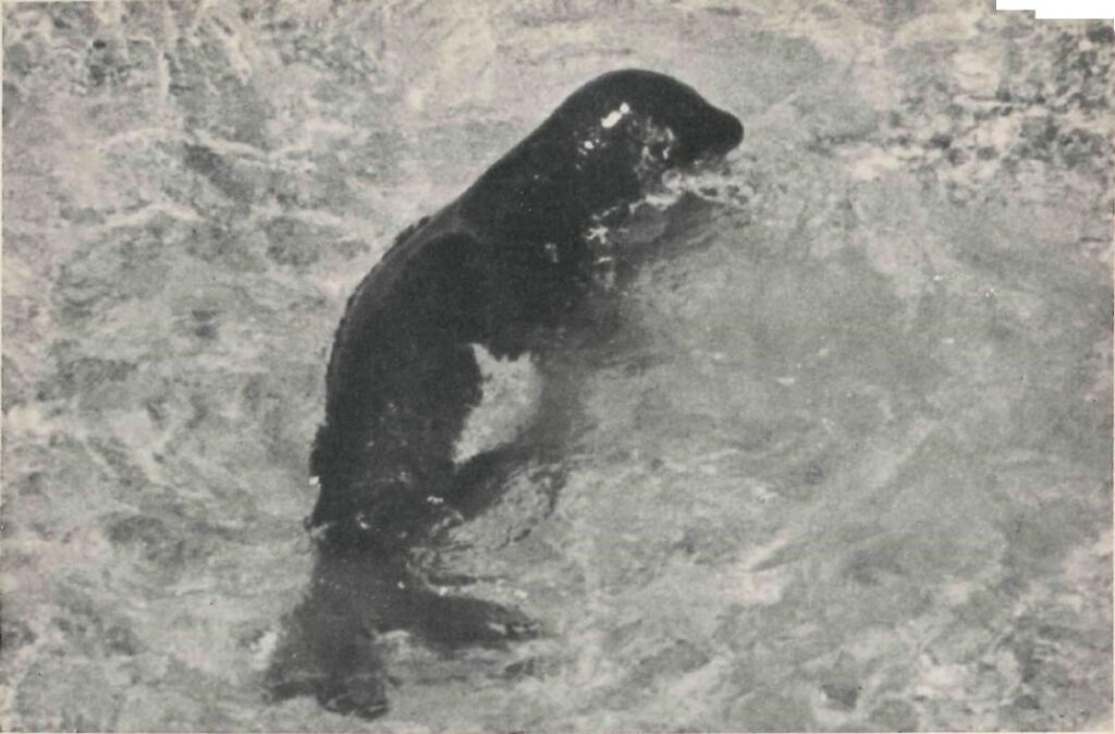 Seals in Greece